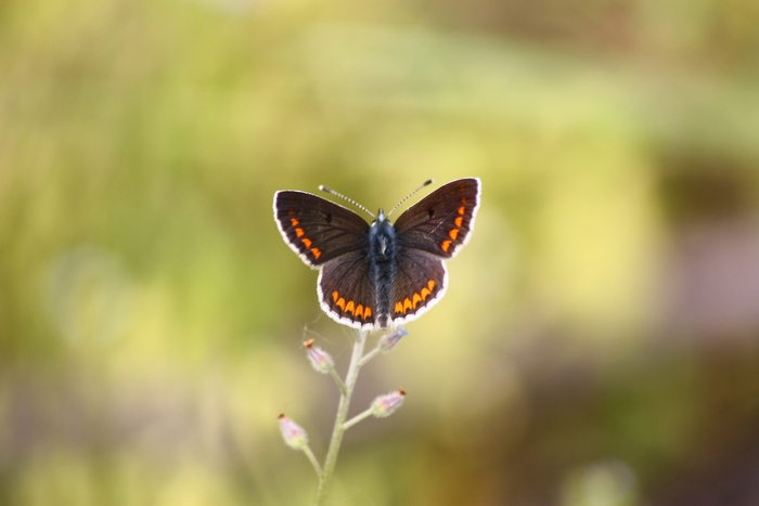 Aricia agestis ?